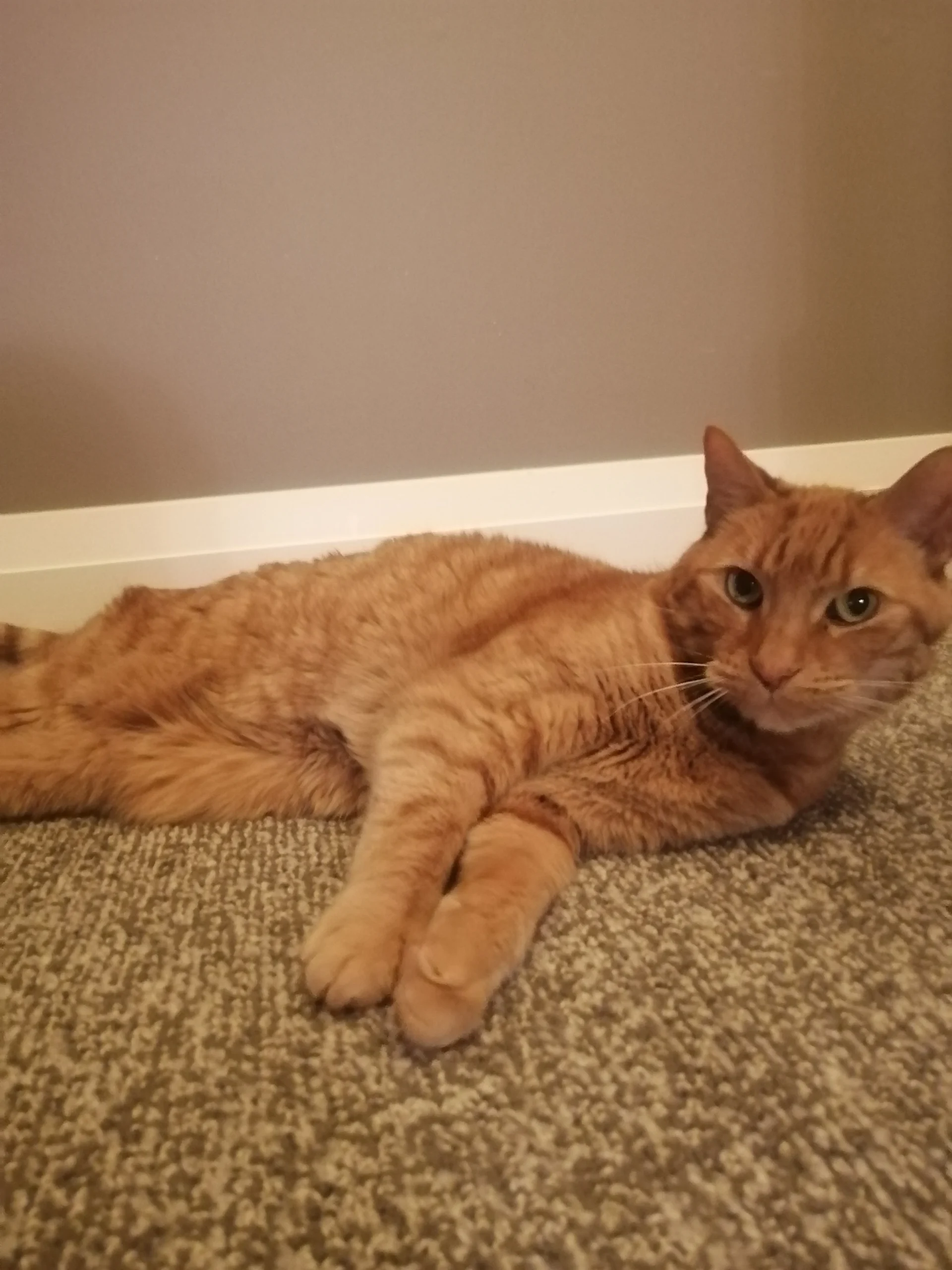 {{brizy_dc_image_alt imageSrc=