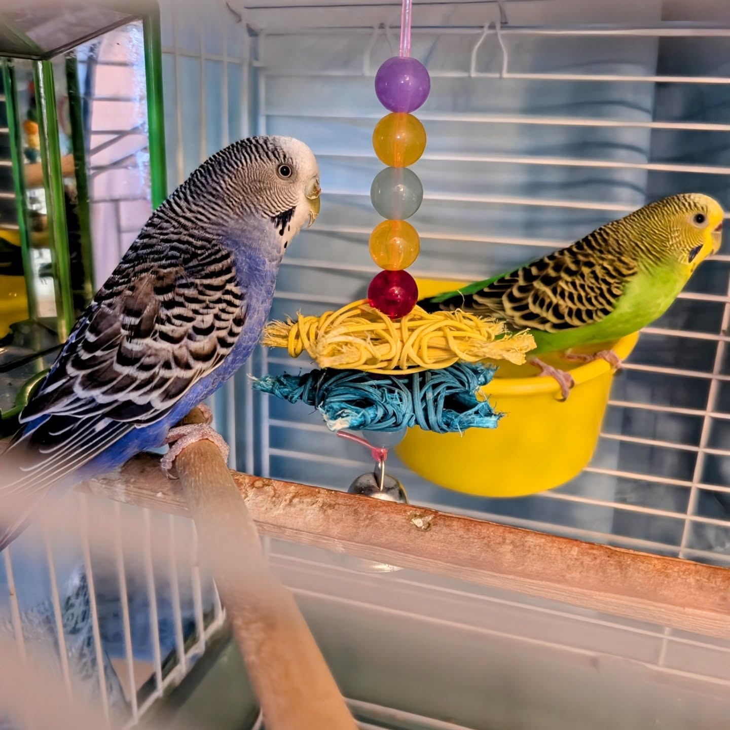 {{brizy_dc_image_alt imageSrc=