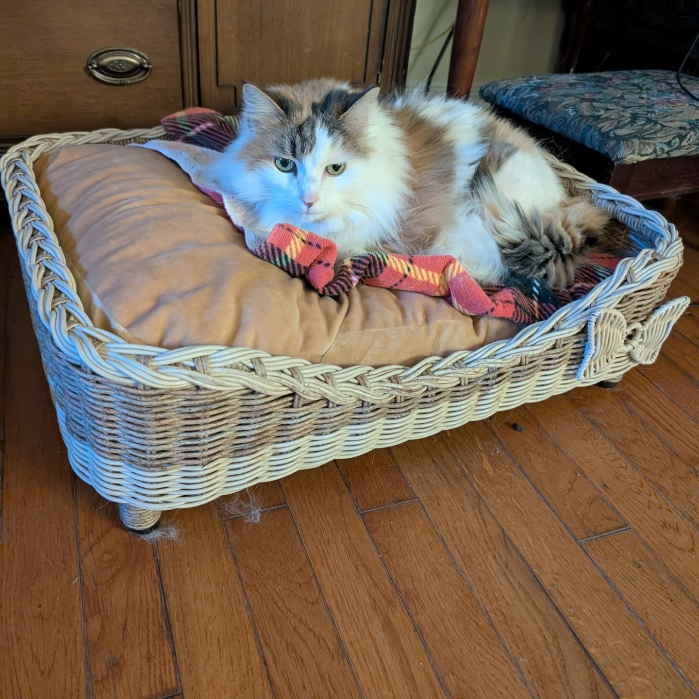 {{brizy_dc_image_alt imageSrc=