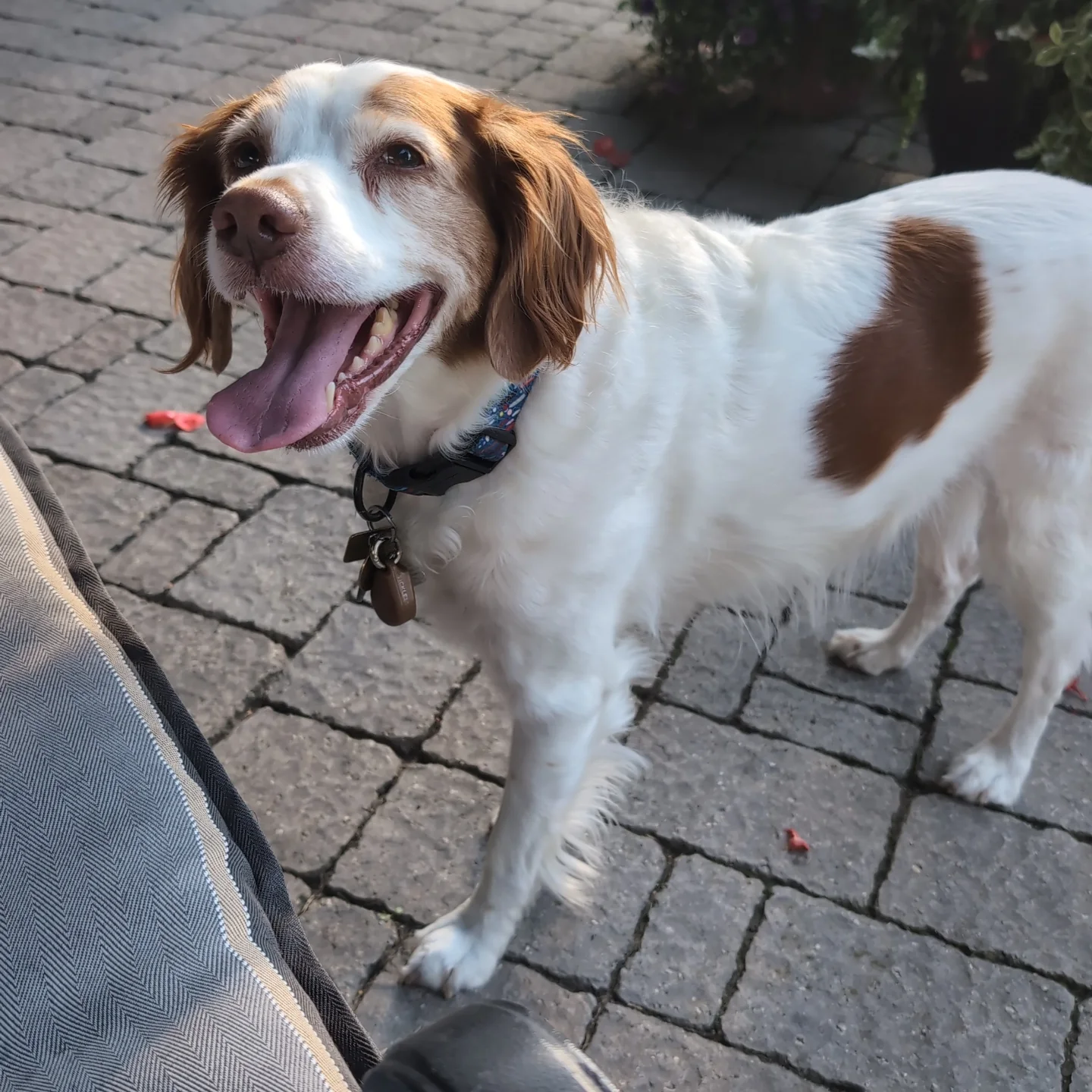 {{brizy_dc_image_alt imageSrc=