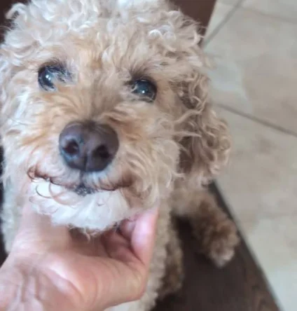 {{brizy_dc_image_alt imageSrc=