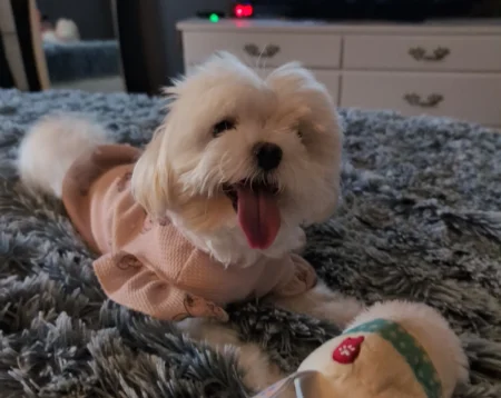 {{brizy_dc_image_alt imageSrc=