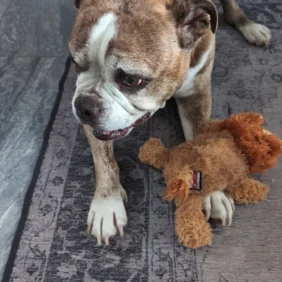 {{brizy_dc_image_alt imageSrc=